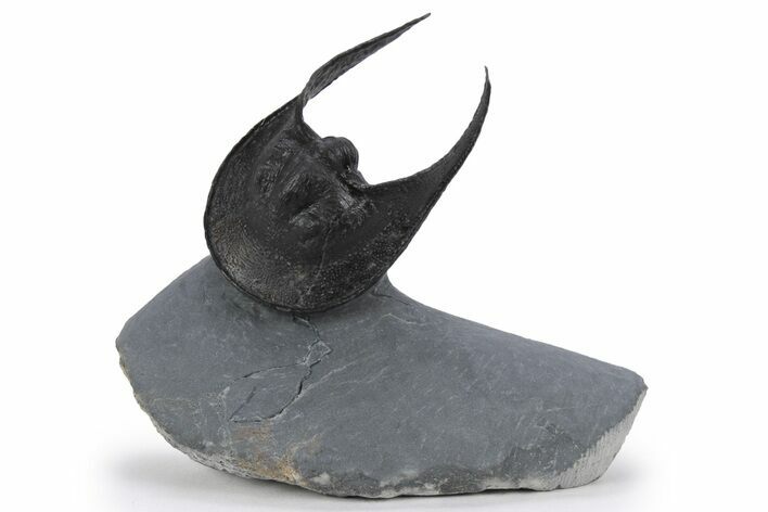 Impressive Scotoharpes Trilobite - Boudib, Morocco #249033